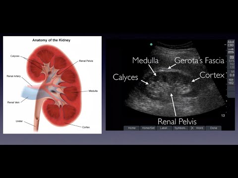 Introduction to Renal Ultrasound