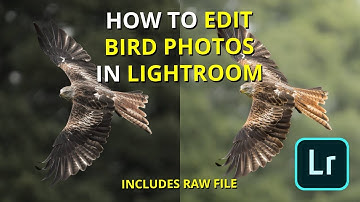 How to Edit Bird Photos in Lightroom ! Get Great Results FAST ! Simple & Effective !