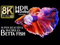 Super beautiful world betta fish in 8kr 60fps dolby vision  best of 2022 with relaxing music