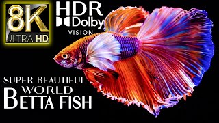 Super Beautiful World Betta Fish in 8k HDR 60fps Dolby Vision | Best of 2022 with Relaxing Music screenshot 4