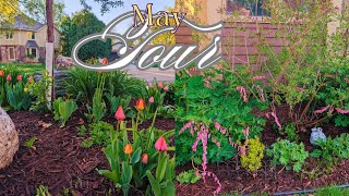 What’s Blooming in My Minnesota Garden in Early May? 🌺🌹 May Garden Tour Zone 4b / 5a 🌿