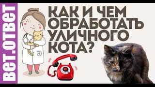 Чем обработать кошку? Новая рубрика- Видео ответ Чем обработать кошку? Новая рубрика- Видео ответ