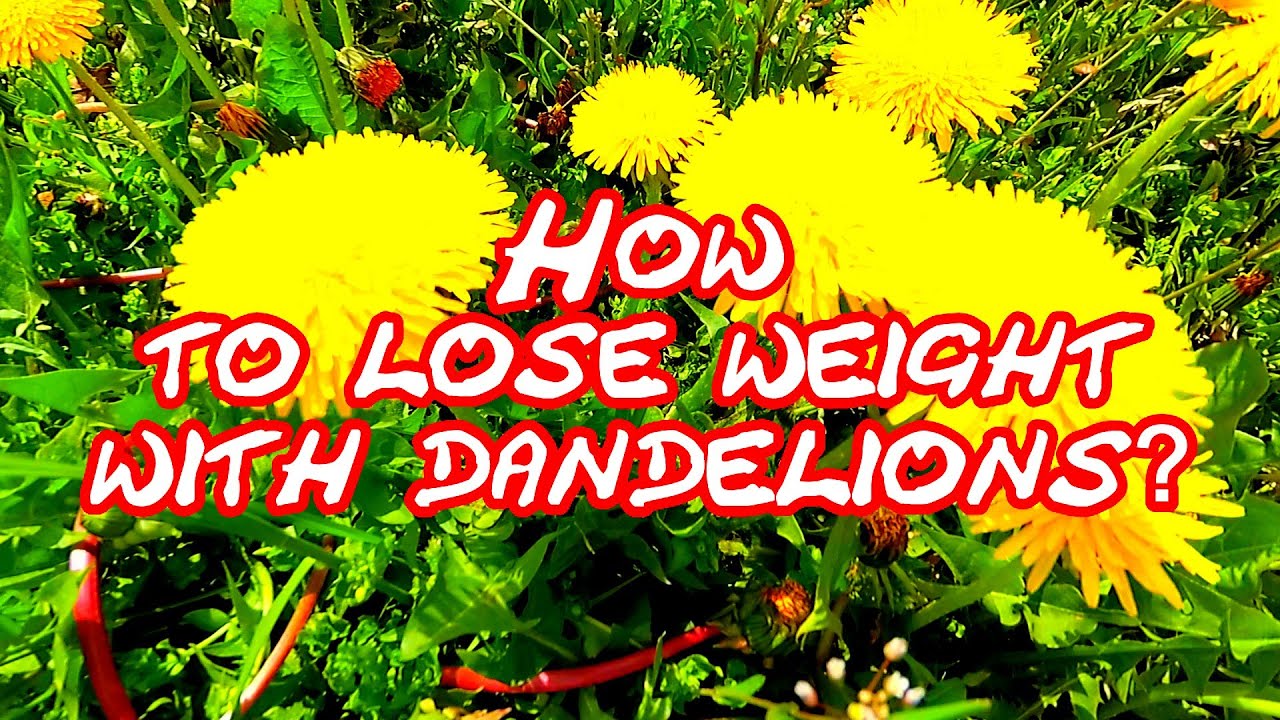 How to lose weight with dandelions? YouTube