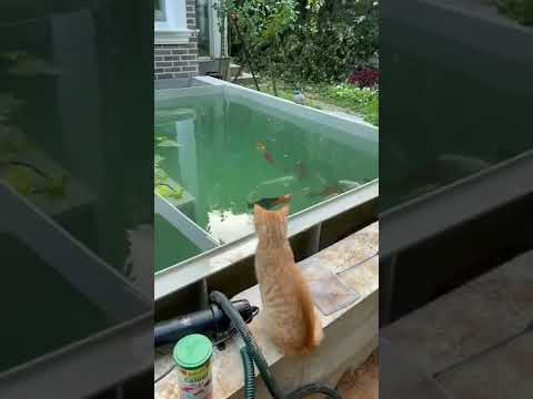 Мои карпы кои дружат с уличным котом) рыбы!