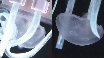Soft robotic gripper catches jellyfish