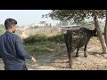 domestic buffalo how fungal infection treatment at home easy