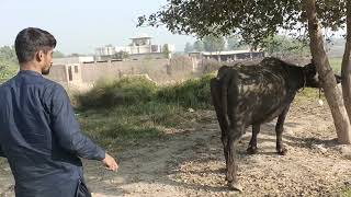 domestic buffalo how fungal infection treatment at home easy