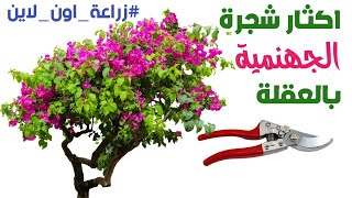 تعلم طريقة اكثار وزراعة نبات الجهنمية بالعقلة والموعد المناسب للاكثار-Bougainvillea