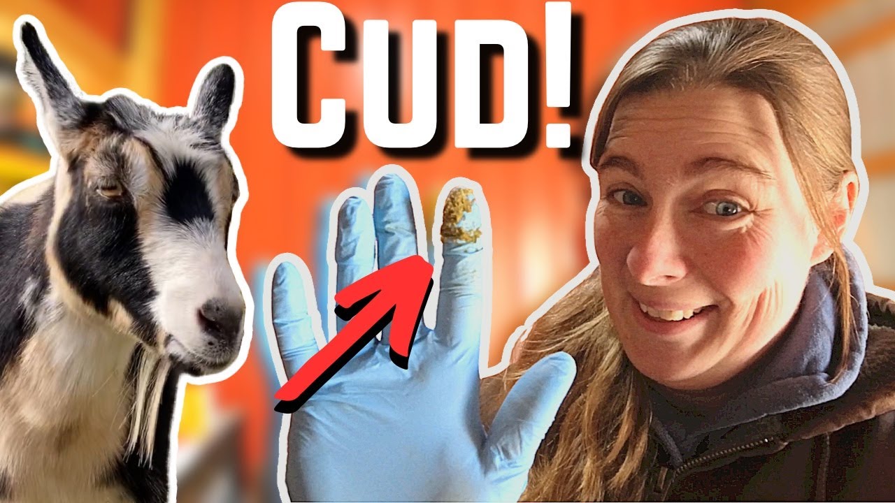 How To Transfer Cud From One Goat To Another Caring for Nigerian