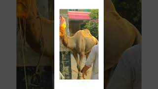 Camel Qurbani / eid ul azha 2023 camel  youtube youtubeshorts islam eid eid2023 viral allah