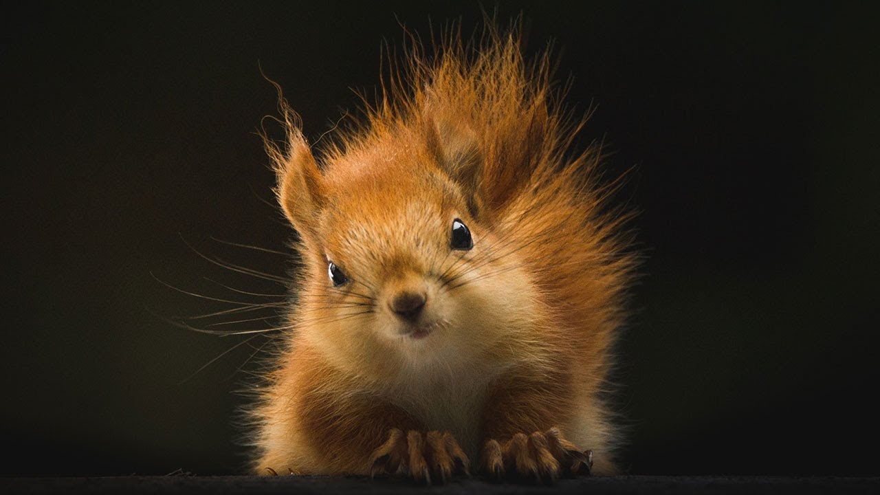 冬眠から覚めたリスは まず寝る Youtube