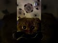 Listen To Me Cat Animals Funy Trend