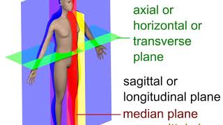 Transverse plane | Wikipedia audio article