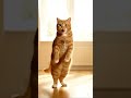 Cute cat dance #catdance #cat #threecats #catvideos #cute #funny #cutecat #pets #kitten