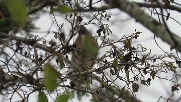 Screaming red tailed hawk