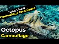 octopus&#39;s camouflage | Brand new camouflage techniques inspired by octopus