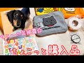 サニーのかわいい芸を見て☆最近の体調悪い話