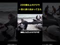 200頭のクジラが一斉に岸に向かってきた時、観光客たちは勇敢で驚くべき行動に出た！