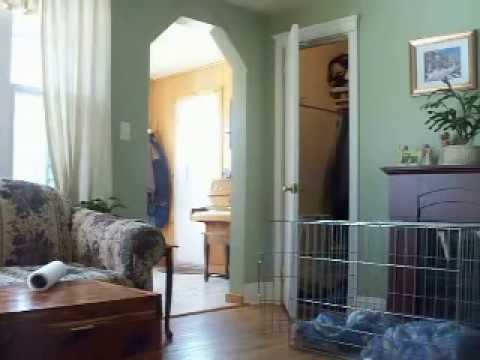 Insane poltergeist activity terrifies dogs