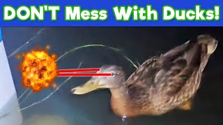 Animals Gone Wild! (Funny Encounters on the River)