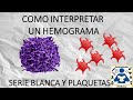 Hemograma completo  globulos blacos  plaquetas  hemograma gua prctica 