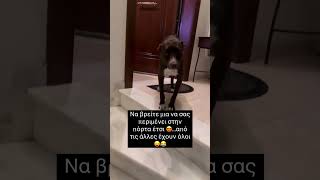 Να βρείτε μια να σας περιμένει στην πόρτα έτσι 😍 #κατοικιδια