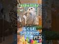 どんどん大きくなっていくシロフクロウ20260512ライブ ハイライト#シロフクロウ #snowyowl #フクロウ #owl