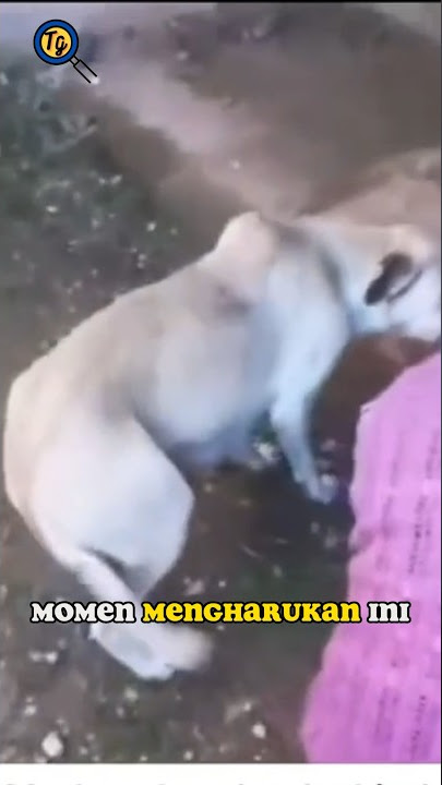 Momen mengharukan! Anjing ini berterimakasih.