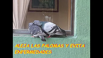 ¿Es bueno tener palomas en casa?