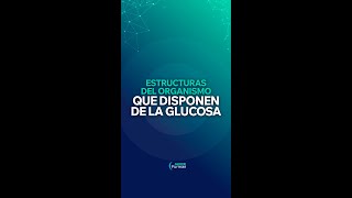 Tu cuerpo es INCREÍBLE🌟: 2 estructuras usan GLUCOSA 🍬 sin necesidad de INSULINA 💉