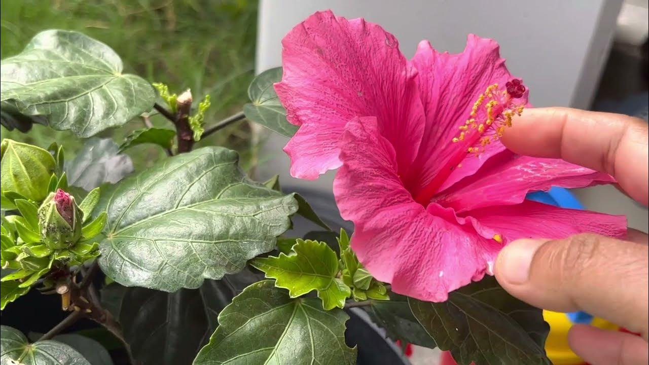 Hibiscus Plant Care Get Rid of Bugs YouTube
