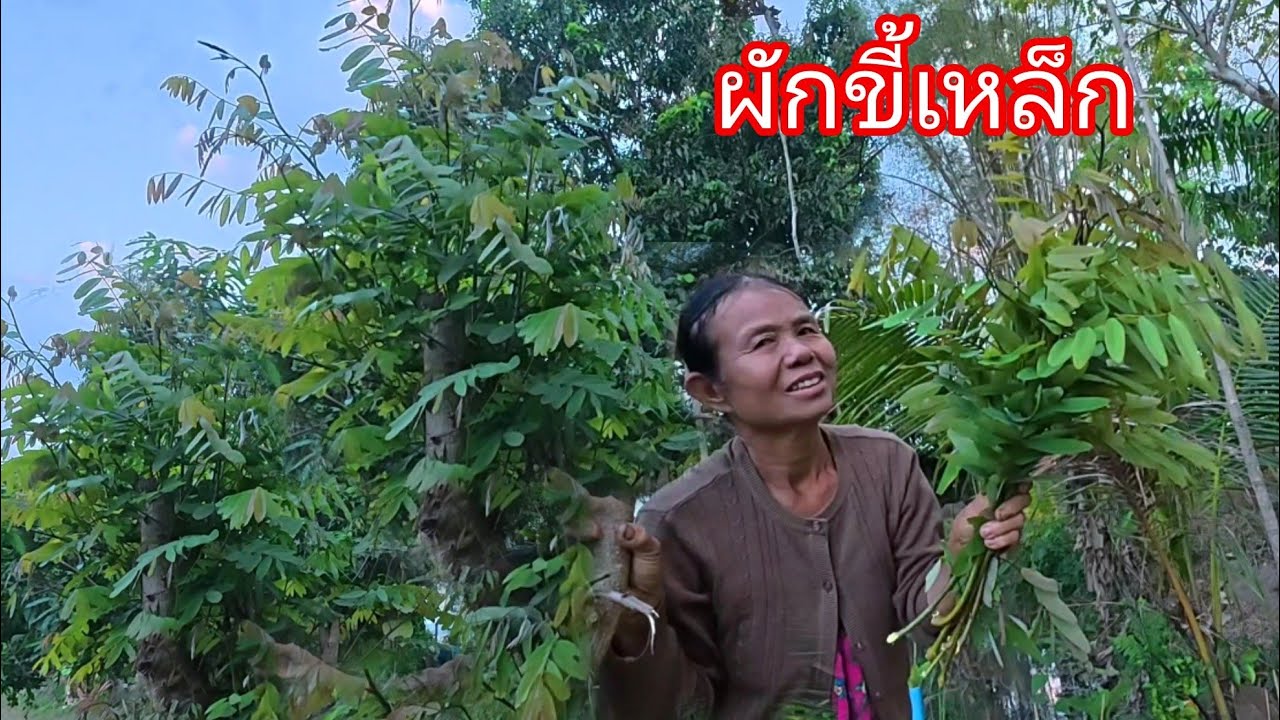 ยายมอนพาเก็บผักขี้เหล็กมาแกงจร้า