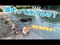 【ドッグラン】夏におすすめ！千葉県にある走れて泳げるドッグラン！