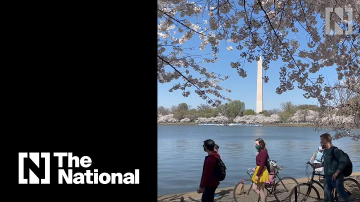 Cherry Blossoms bloom in Washington