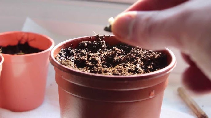 Гинекологиялық креслодағы ашық киска Камминг траннисінің порно компиляциясы