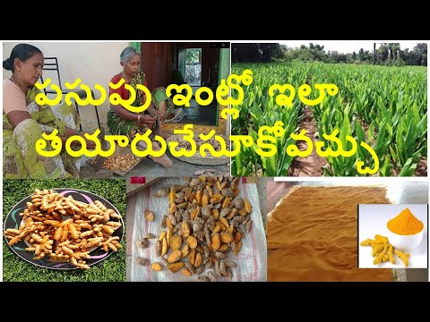 How to make ORGANIC TURMERIC powder at home //పసుపు ఇంట్లో ఇలా తయారుచేసూకోవచ్చు