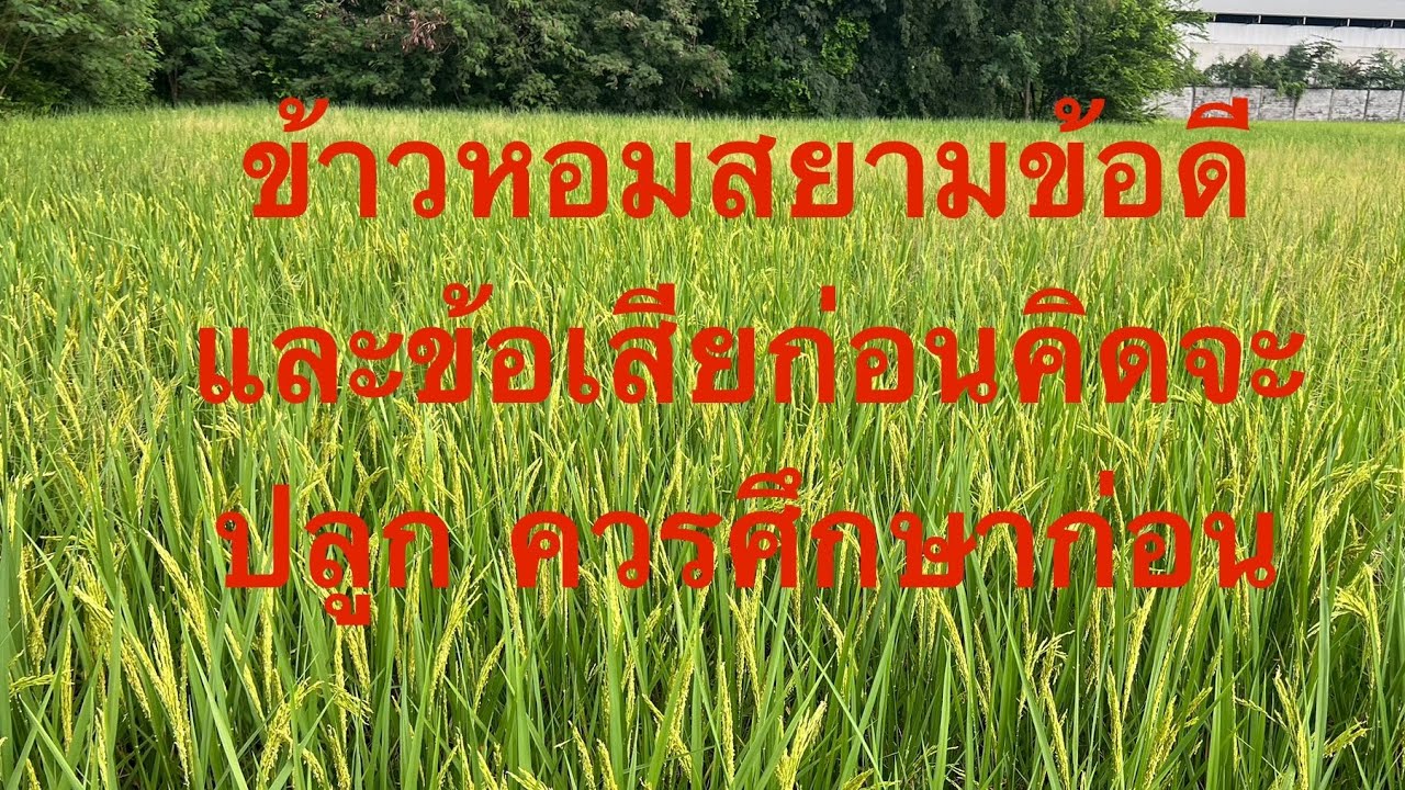 ข้อดีและข้อเสีย ข้าวหอมสยาม ต้นเตี้ย