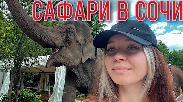 Слоны в Сочи | Что важно знать | Куда сходить в 2023 в Сочи | Сафари в дикой природе [4К]