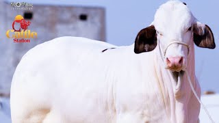 White bull beautiful | Pink noise Bull | Mashalla in Kharl cattle pakistan #kharlcattle