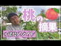 【桃の摘果】ポイントは枝の長さです。【道法スタイル】