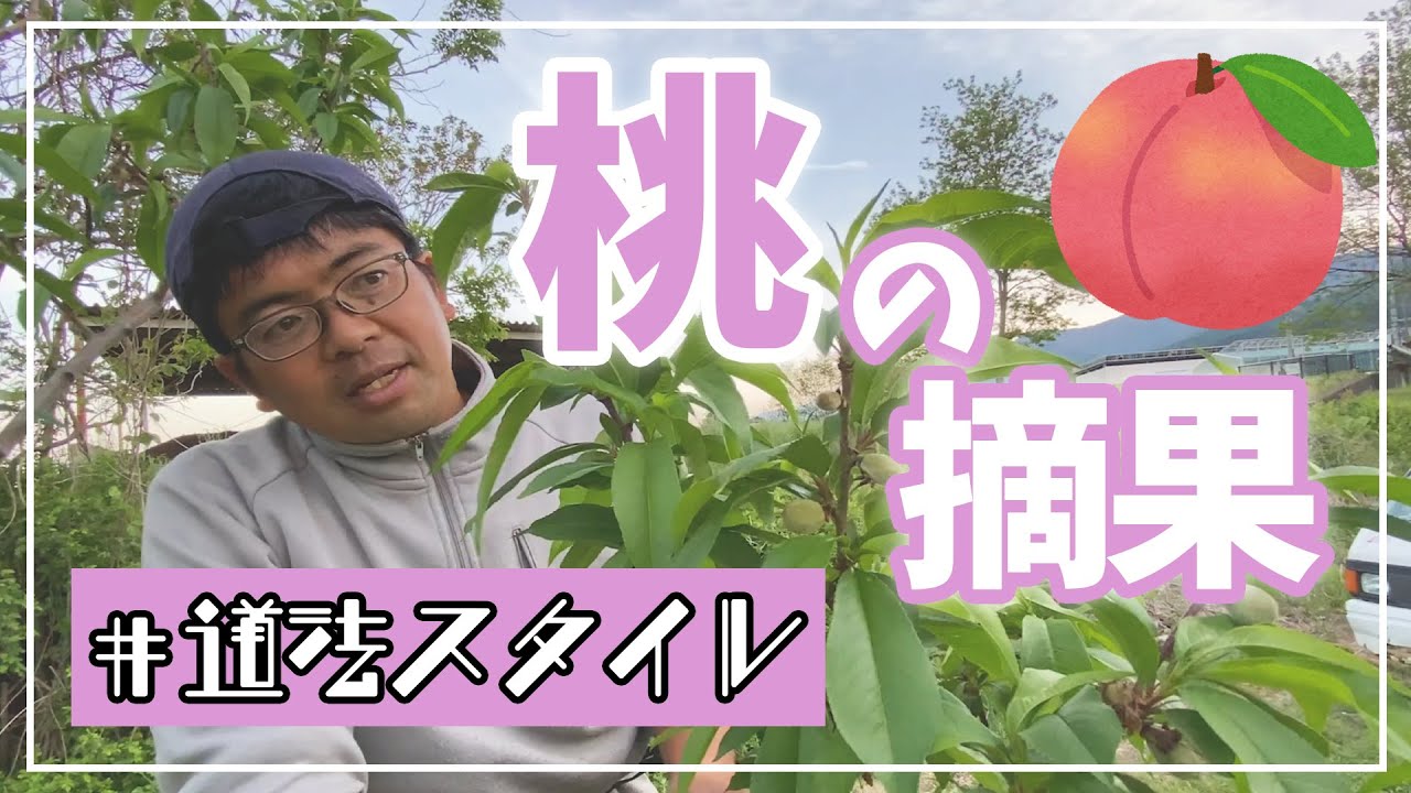 【桃の摘果】ポイントは枝の長さです。【道法スタイル】