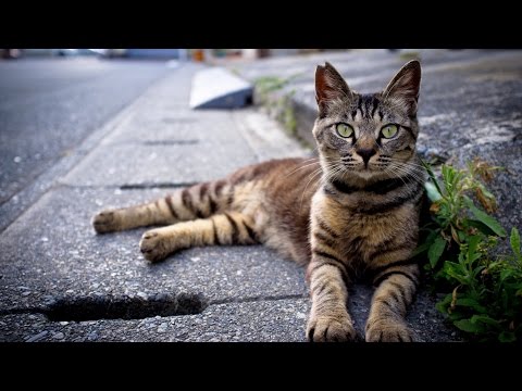 Паразиты у котов.опасность на улицах!