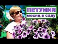 ПЕТУНИЯ. Месяц после переезда в сад. Как ухаживать  в жару и в дождливую прохладу?