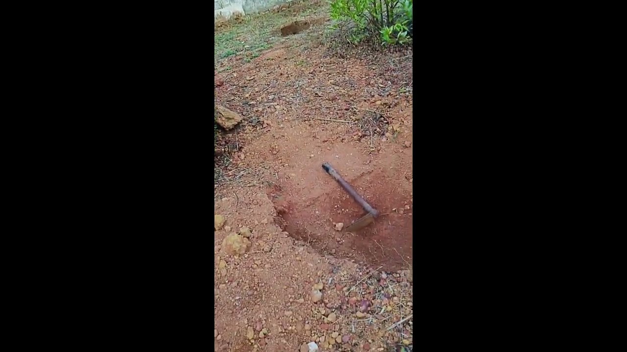 Visiting my plantation#😅😍