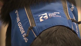 Service dog trainees swarm BWI Airport for first major socialization opportunity