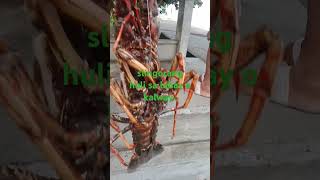 mamaw na lobster#fishing #phangler #beach #ultralight #anglerslife #ultralight #angler