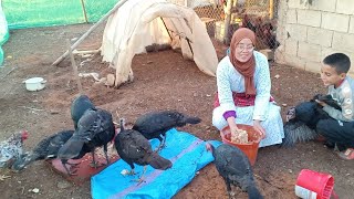 تربية الديك الرومي (بيبي البلدي ) 🦃 في البادية شنو الطريقة وشنو الماكلة لوجدات ليه سميرة اليوم