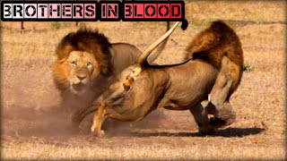 Brothers In Blood Mapogo Lion Coalition