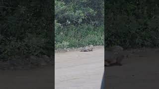 CONSTRUCTION SAFETY MINUTE: TURTLE TOILETS!!? #infsight #osha  #shorts #animals #wildlife #outside