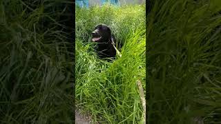 Лабрадор прячется от жары в траве